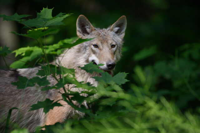 기사의 이해를 돕기 위한 이미지로 기사의 특정 사실과 관련 없음./게티이미지뱅크, 마이데일리