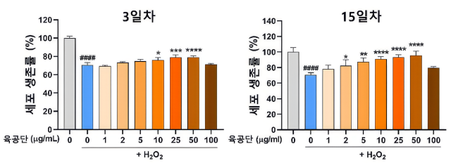 과산화수소(H₂O₂) 처리(2일간,14일간)로 감소한 해마 신경세포 생존율이 과산화수소와 육공단 10·25·50μg/mL로동시 처리한 결과, 육공단 투여 농도에 따라 생존율이 회복되었다. /자생한방병원