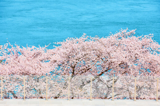기사의 이해를 돕기 위한 벚꽃 사진. 기사의 특정 사실과 관련 없음./게티이미지뱅크, 마이데일리