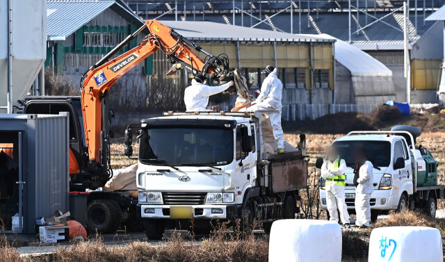 지난해 12월 경기 평택시 한 산란계 농장에서 관계자들이 살처분 작업을 하고 있다. /뉴시스