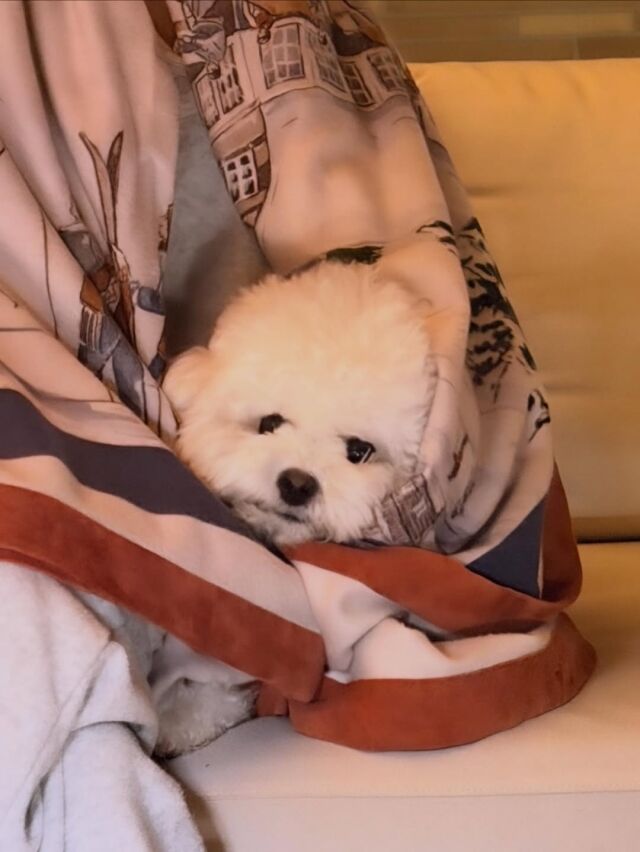 송혜교가 반려견과 함께한 따뜻한 일상을 공개했다. / 송혜교 SNS