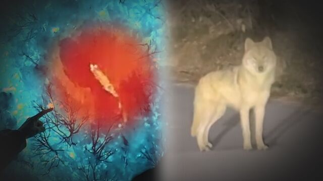 SBS '궁금한 이야기Y'