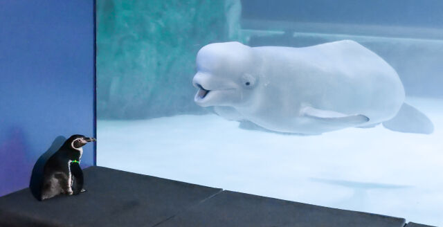롯데월드 아쿠아리움 벨루가. /뉴시스