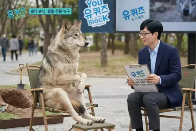 열흘간의 파란만장한 외출을 마치고 대전 오월드로 복귀한 늑대 ‘늑구’가 단순한 탈출 동물을 넘어 전국적인 신드롬의 주인공으로 등극했다. 늑구의 ‘유퀴즈 온 더 블럭’의 합성 사진이 온라인서 화제다./온라인 커뮤니티