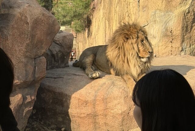 에버랜드 사파리월드. /이지혜 기자
