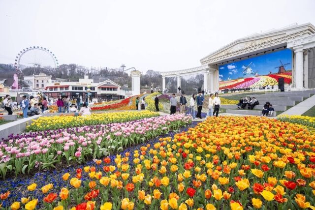 에버랜드 튤립축제. /에버랜드