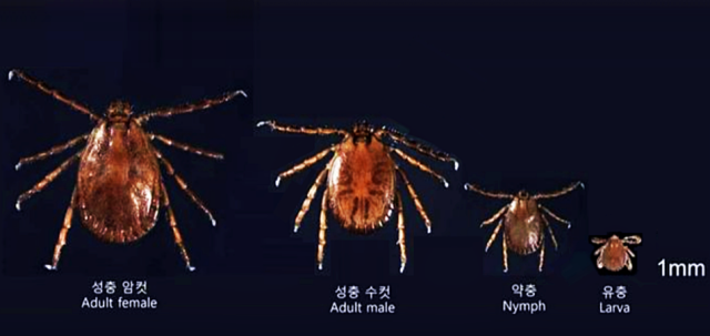 발생단계별 참진드기 모습. /질병관리청