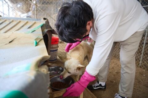 [마이펫] 로얄캐닌 &ldquo;반려동물 건강이 최우선&rdquo;&hellip;임직원, 보호소 3곳서 봉사활동