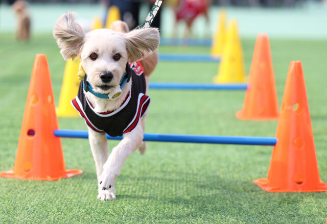서울 성동구 반려동물 축제 ‘성동에서 놀다가개’ 현장. /뉴시스