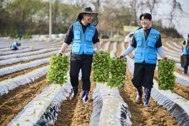 KT&G 임직원 봉사단이 지난달 15일 충청북도 진천군에 위치한 잎담배 농가에서 모종이식 봉사활동을 진행하는 모습. /KT&G