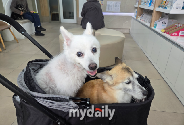 30대 직장인 신모씨가 키우는 반려견이 동물병원에서 진료를 위해 대기하고 있다. /마이데일리