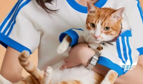 [마이펫] &ldquo;아디다스 입는 고양이&middot;BYC 입는 댕댕이&rdquo;&hellip;패션업계, 펫웨어로 불황 뚫는다