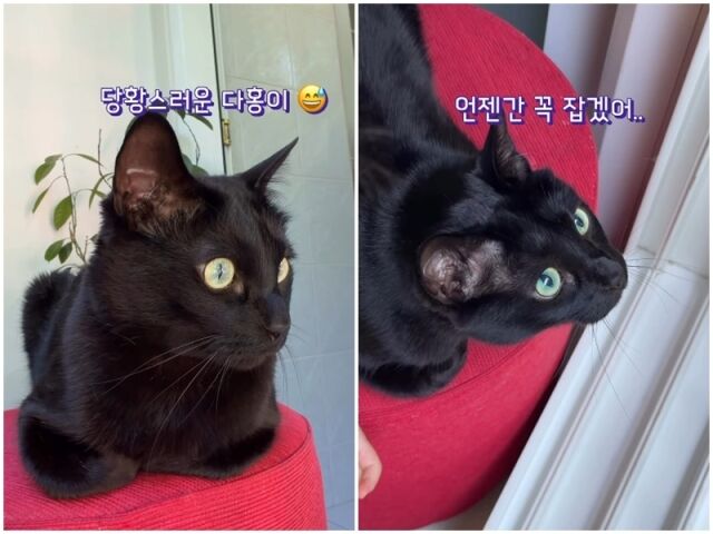 다홍이./소셜미디어