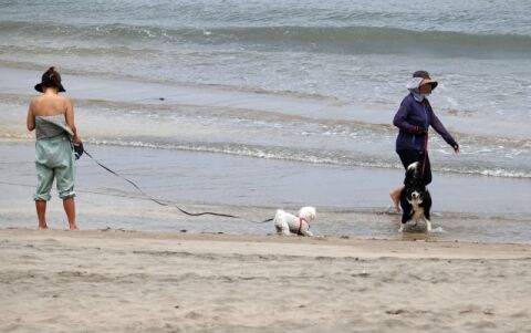 [마이펫] &ldquo;댕댕이도 입맛 잃는 무더위&rdquo;... 복날 맞은 식품업계 &lsquo;반려동물 마케팅&rsquo; 봇물