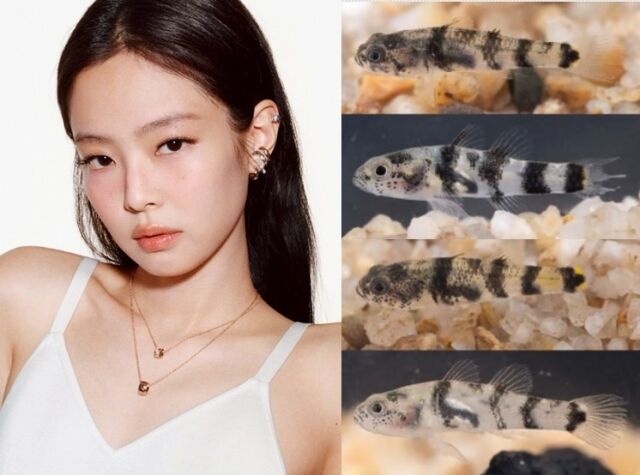 글로벌 톱스타 블랙핑크 제니의 이름을 딴 신종 물고기가 학계에 정식으로 등록되어 화제다. 학명은 '브라키고비우스 제니(Brachygobius jennie). /제니 소셜미디어, 학술지 ‘Zoosystematics and Evolution 102(3)’ 논문.