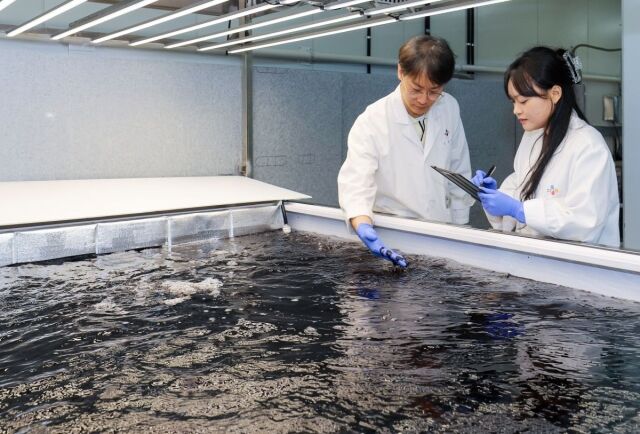 수원 CJ제일제당 블로썸파크에서 연구원들이 배양 중인 육상양식 김 상태를 점검하고 있다. /CJ제일제당