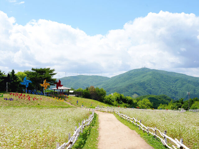 평창 몽블랑 메밀꽃. /휘닉스 호텔앤드리조트