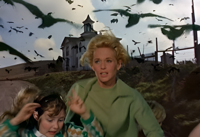 1일 밤 11시 5분에 방송되는 EBS 1TV <세계의 명화> 시간엔 히치콕 감독의 '새(The Bird, 1963)'가 안방을 찾아간다./영화 '새' 스틸