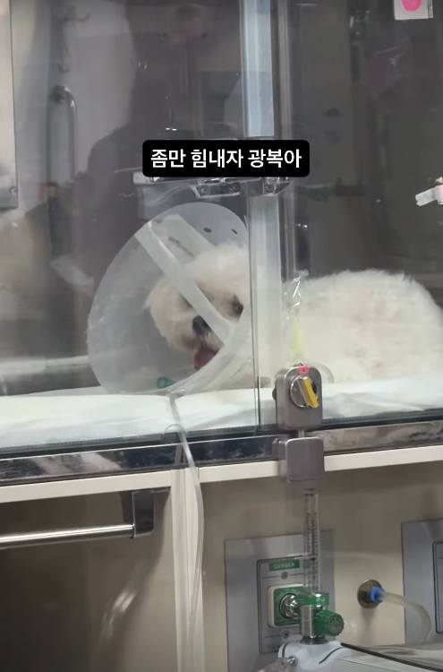박성광 반려견./박성광 인스타그램