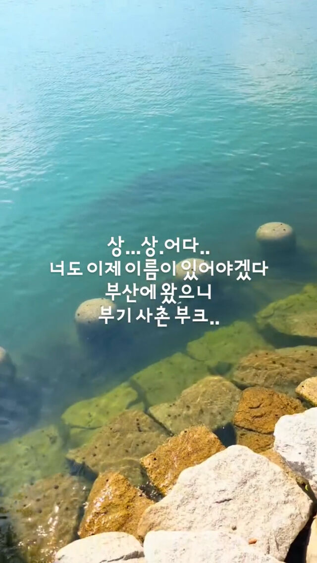 한상진이 올린 영상 속 상어./한상진 인스타그램