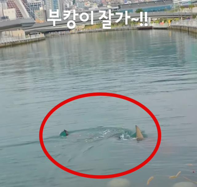 '부캉이'./한상진 인스타그램
