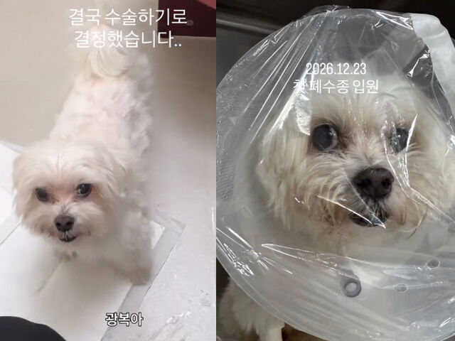 박성광의 반려견 광복이가 심장병 수술을 받는다. / 박성광 소셜미디어 