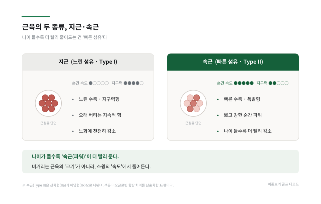지근 vs 속근 비교. AI 생성 이미지. /이준호 대표 제공
