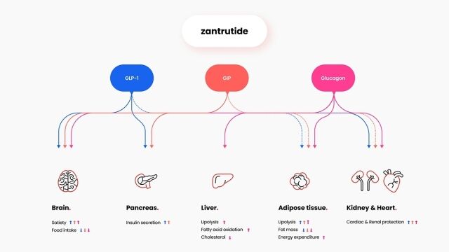한미약품 개발 차세대 삼중작용제 ‘잔트루타이드’ 작용 기전. /한미약품